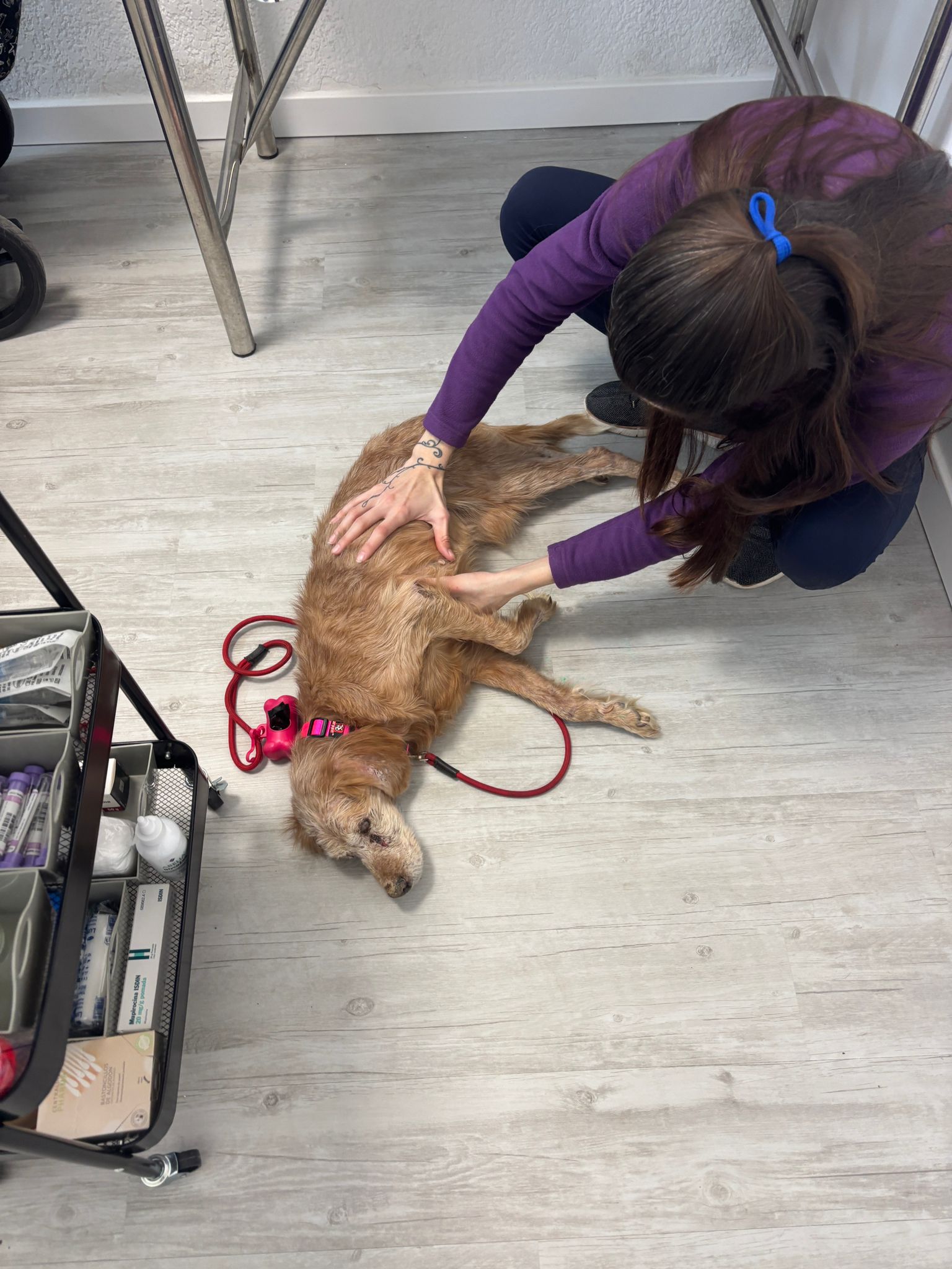 Examen veterinario