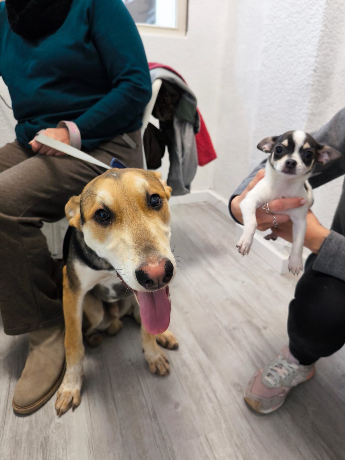 Perros en sala de espera