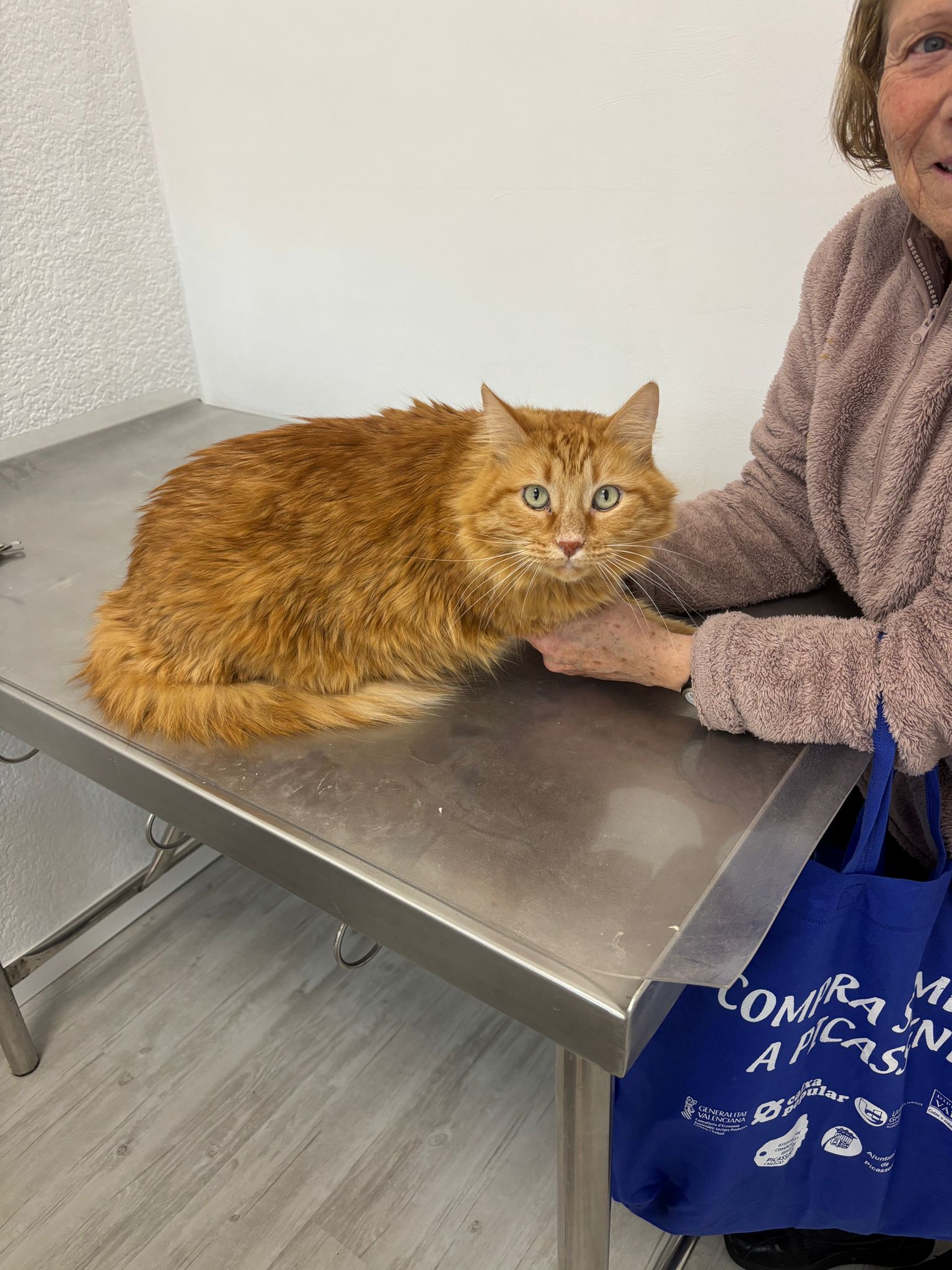 Gato en consulta veterinaria