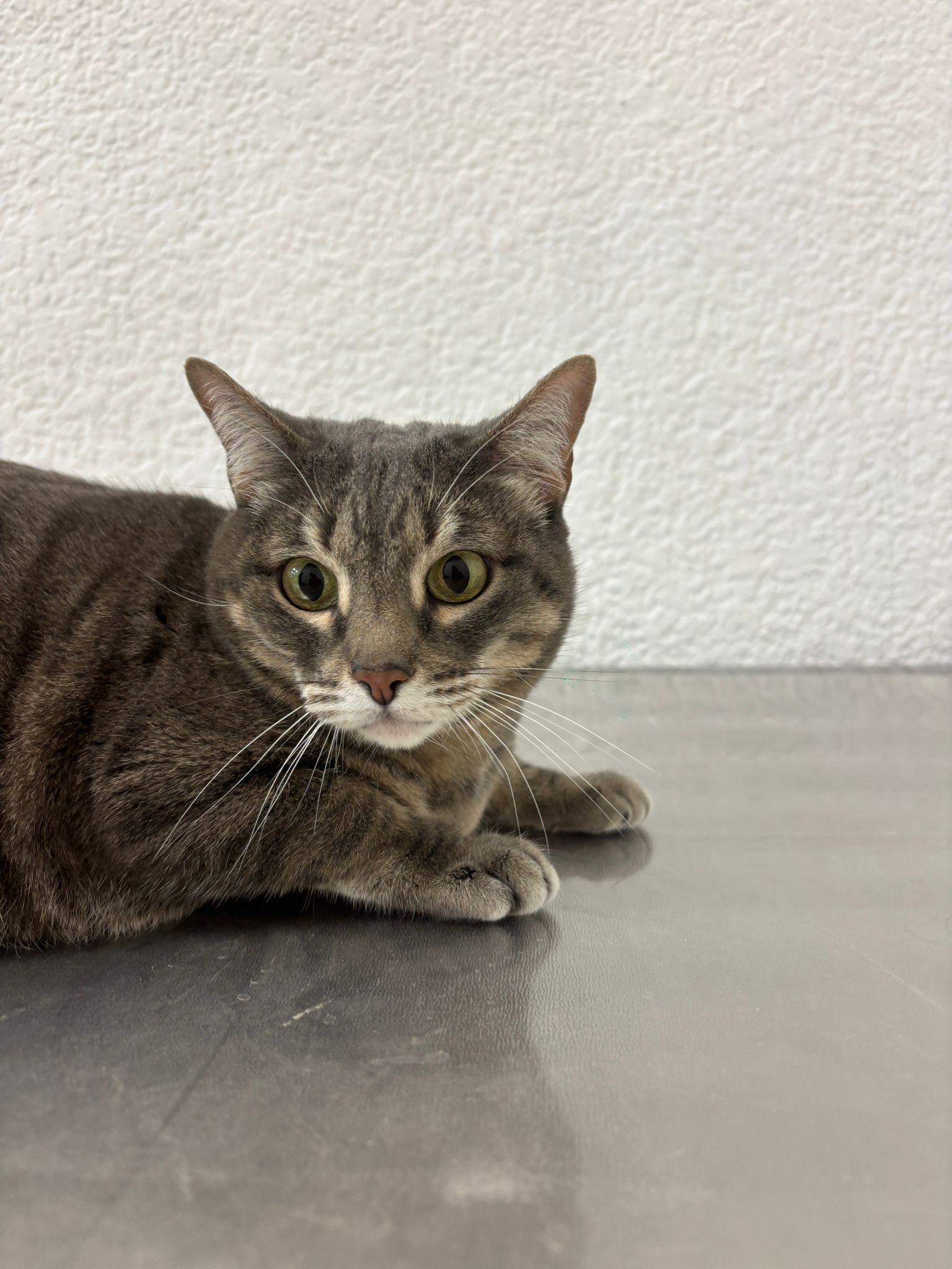 Gato atigrado en consulta