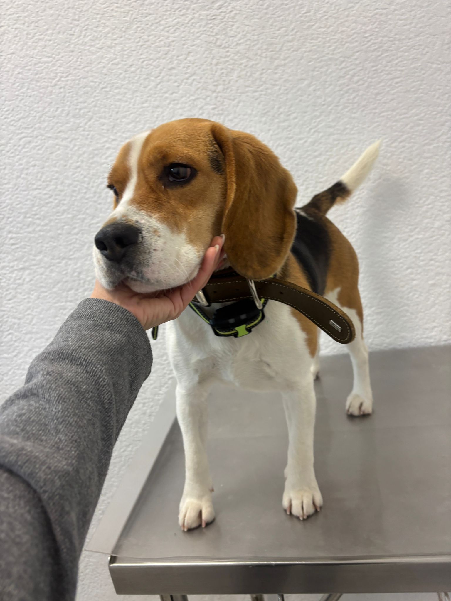 Beagle en revisión