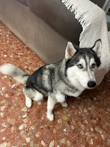 Peluquería canina dogSoul