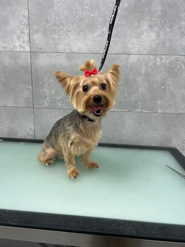 Servicio de grooming dogSoul