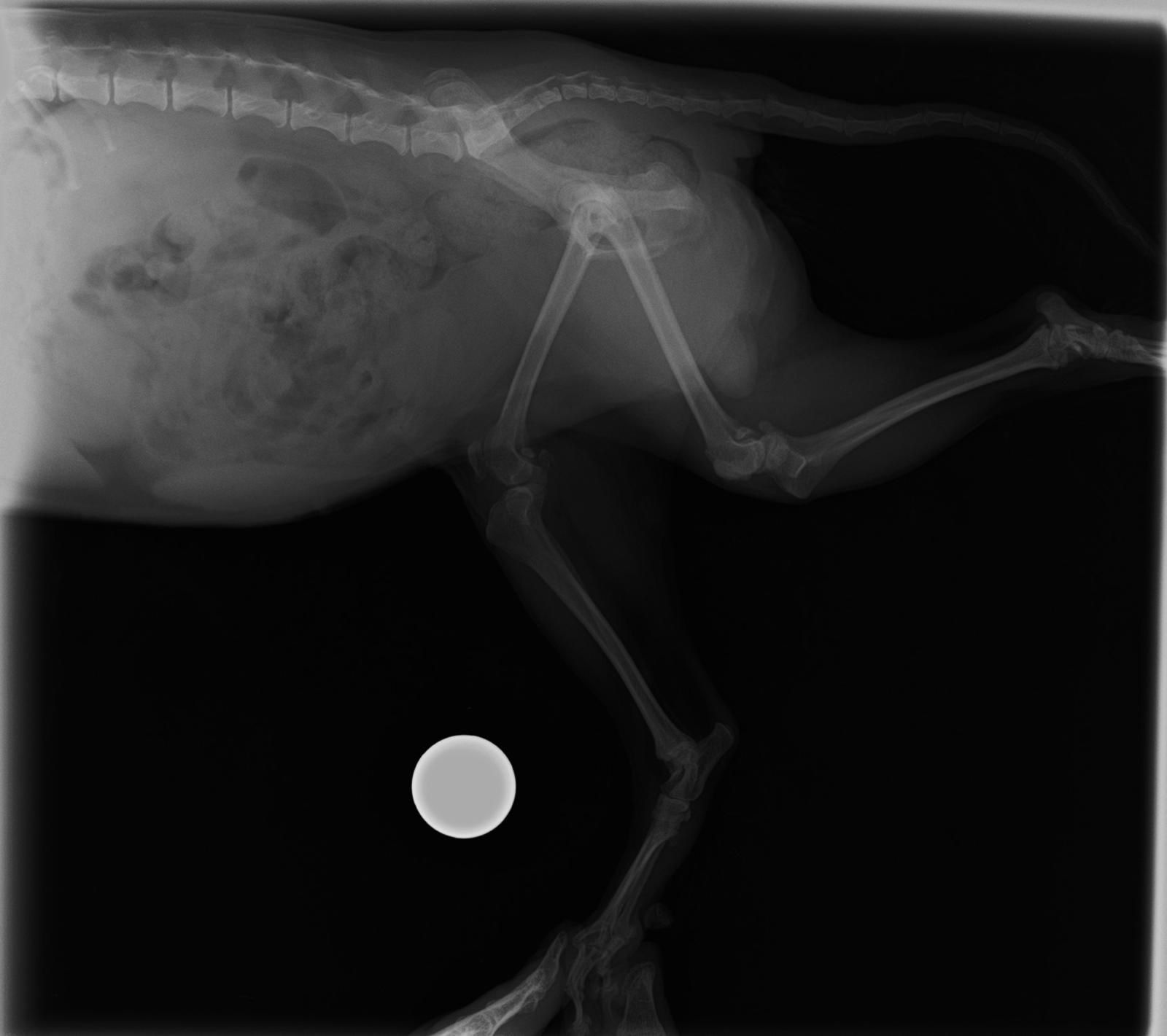 Radiografía veterinaria